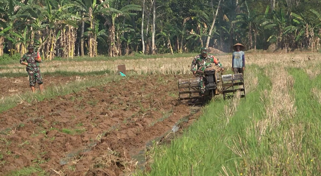 Sukseskan Swasembada Pangan, Anggota Koramil 03 Kajen Turun Kesawah Bantu Petani