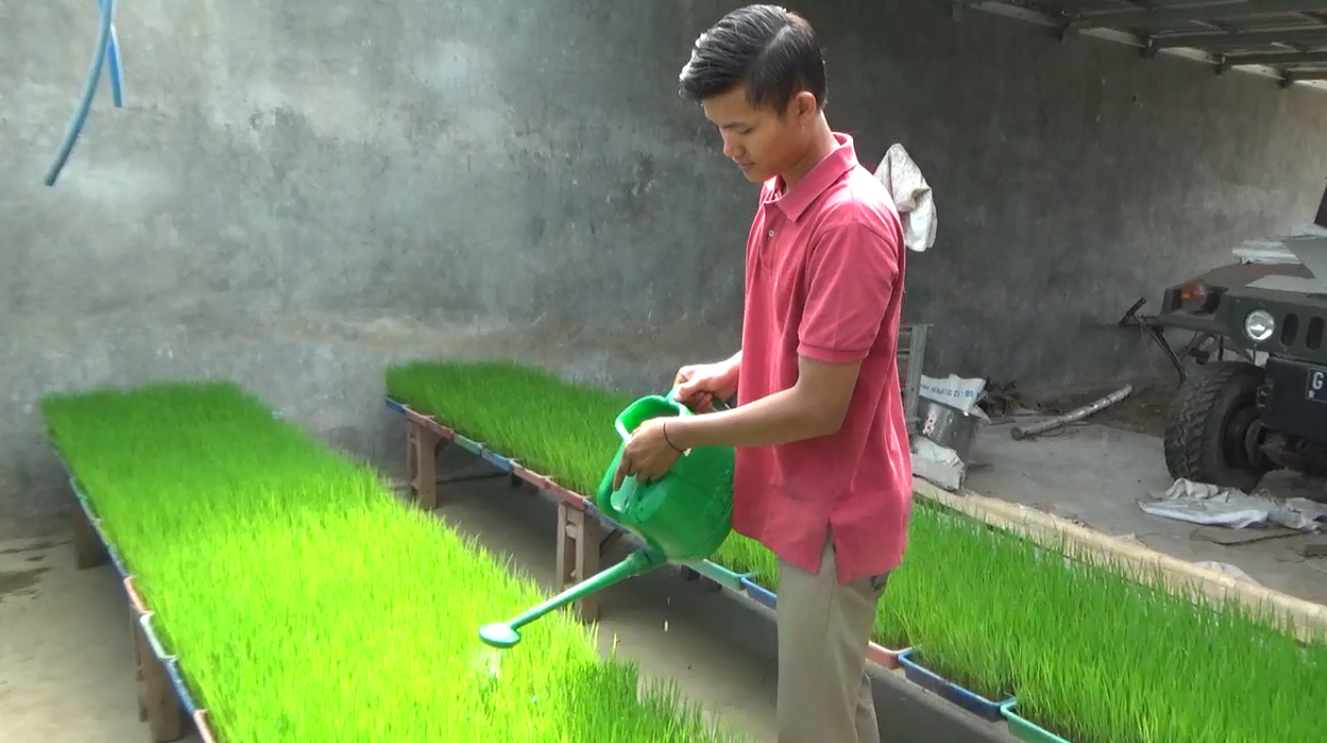 Intip Petani Milenial Pekalongan, Gunakan Metode SRI Teknik Tanam Yang Menjanjikan 