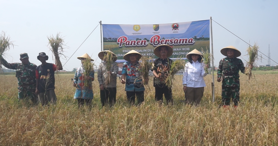 Kodim Dan Pemkot Pekalongan Sukses Panen Padi Biosalin Di Lahan Terdampak Rob