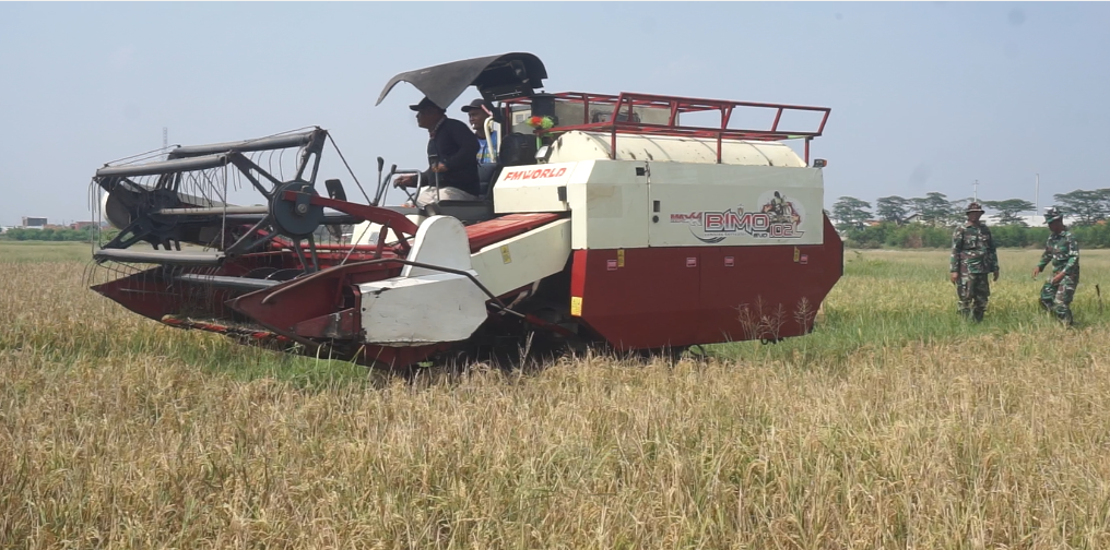 Lahan Payau Pekalongan Kembali Produktif, Inovasi Padi Biosalin Buka Peluang Baru Ketahanan Pangan