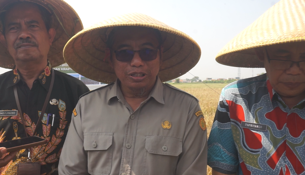 Memasuki Musim Penghujan, Harapan Hasil Panen Padi Meningkat