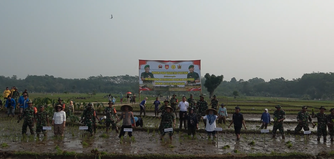 Dukung Ketahanan Pangan, Kodim Pekalongan Tanam Padi Varietas Protani