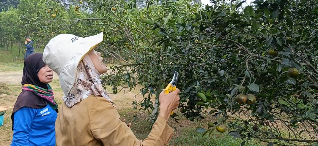 Berburu Segarnya Jeruk Di Agroeduwisata Clapar