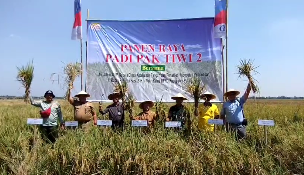 Panen Raya Padi Pak Tiwi 2, Gunakan Digital Farming, Produktivitas Tembus 9,8 Ton Perhektar