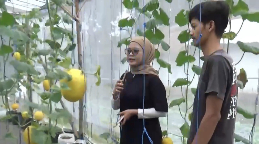 Sukses Budidaya Melon, Mas Kris Raih Omset Jutaan Per Musim