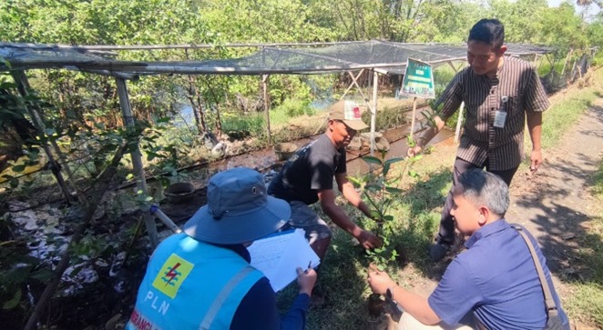Dorong Pembentukan Ekosistem Mangrove di Pesisir Pantai Utara Pekalongan, PLN Peduli Siapkan Bantuan Pembibitan Untuk Mangrove Mulyoasri