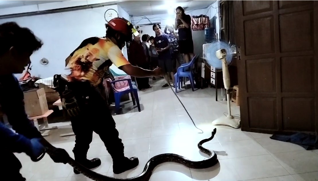 Evakuasi Ular Piton Sepanjang 3 Meter di Dalam Rumah