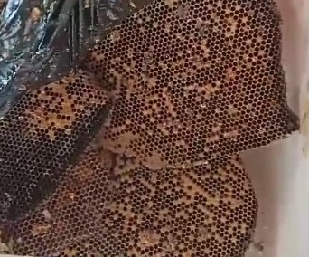 Evakuasi, Damkar Dapat Satu Box Lebah Madu Dari Atas Plafon Rumah