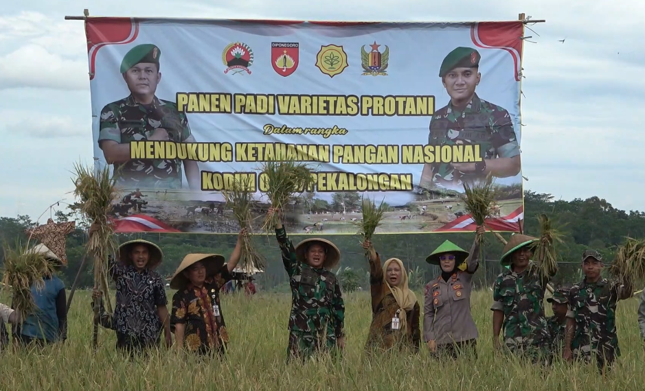 Kodim Pekalongan Panen Padi Protani Di Karanganyar