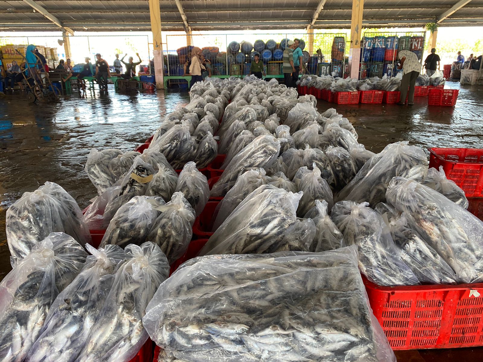 Produksi Ikan Kota Pekalongan Capai 7 Juta Kilogram