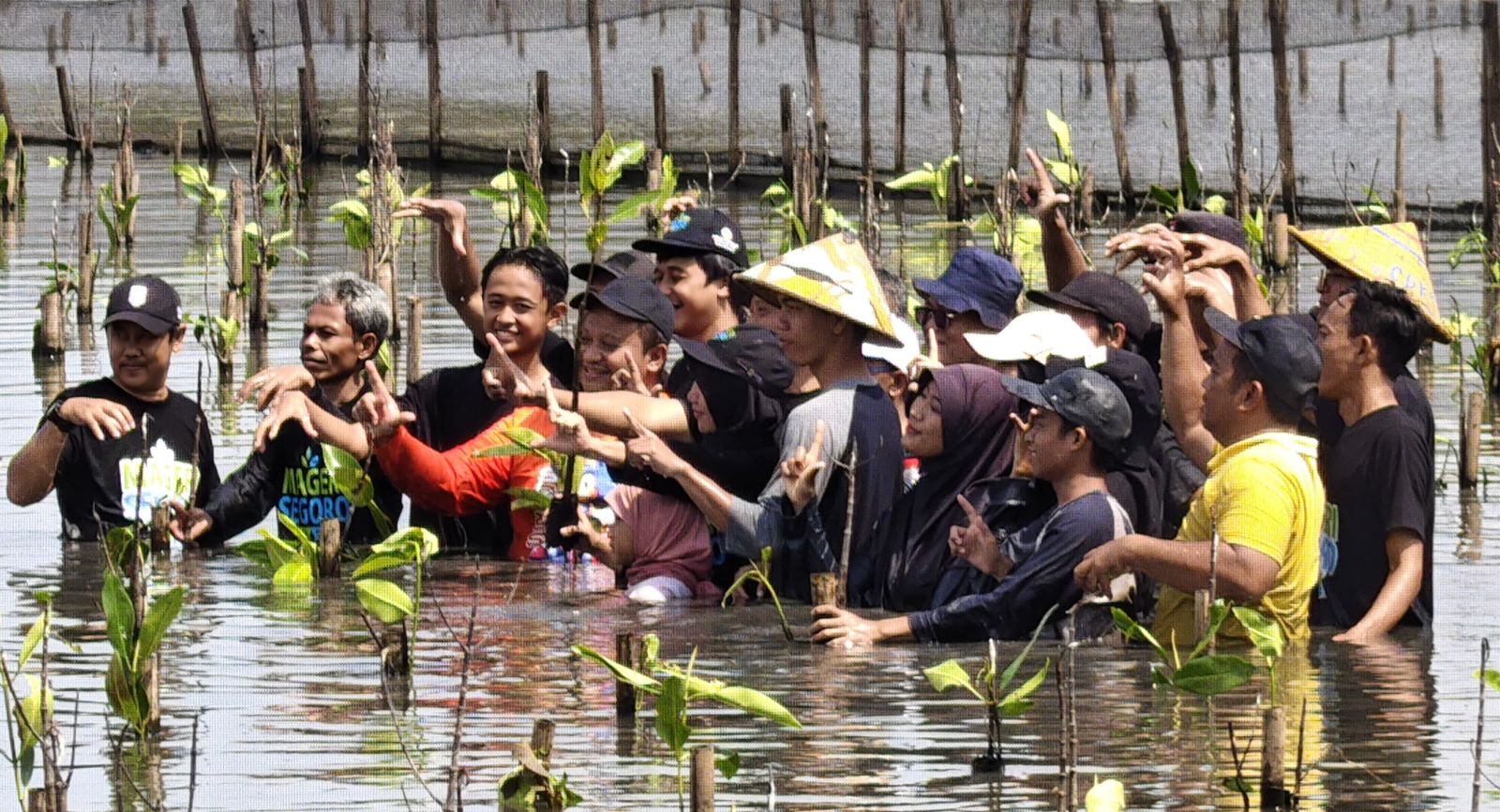 Hijaukan Kembali Pesisir Pekalongan, Penanaman Ribuan Mangrove Digelar di Mulyorejo