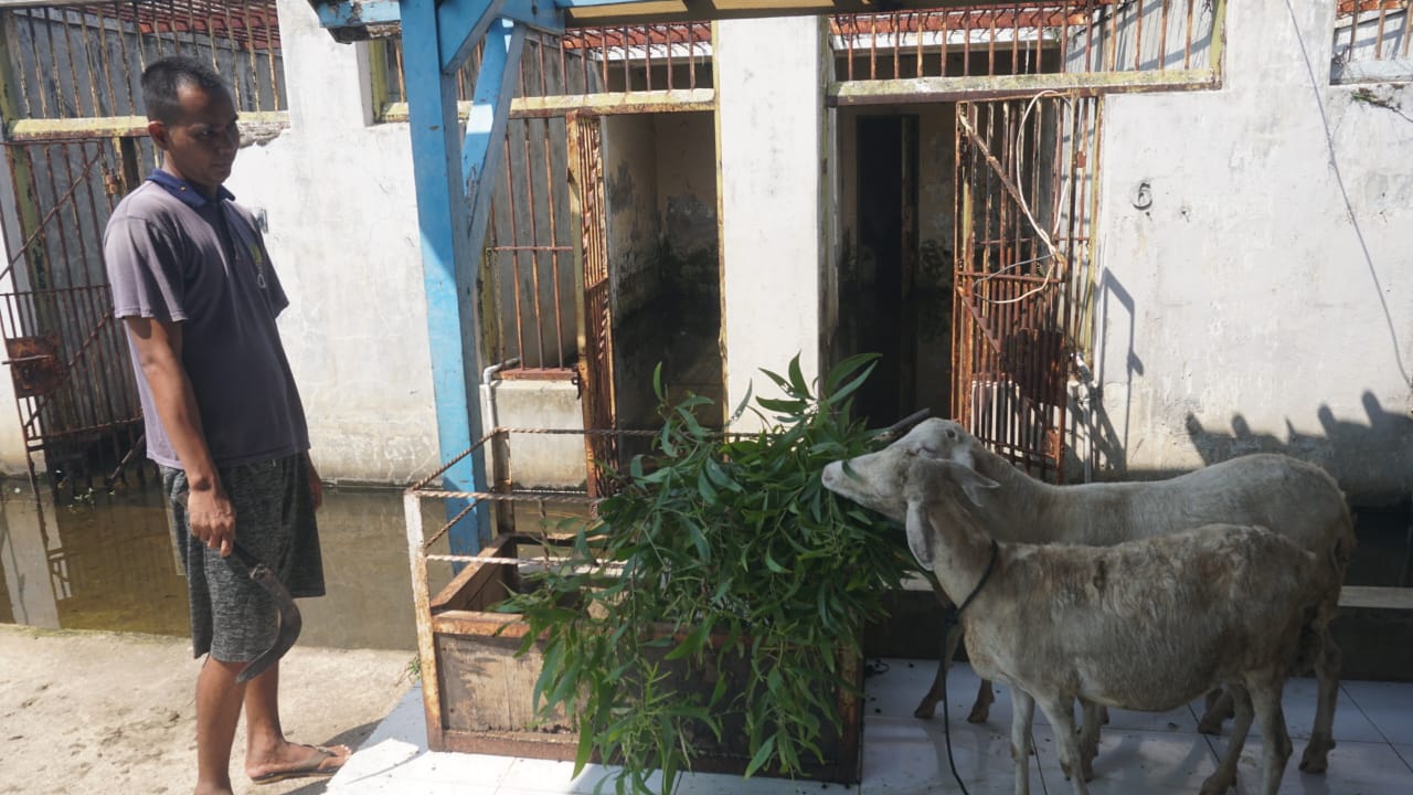 Warga Binaan Lapas Dilatih Ternak Domba